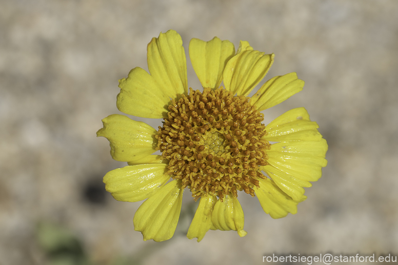 Desert Biogeography of Joshua Tree National Park